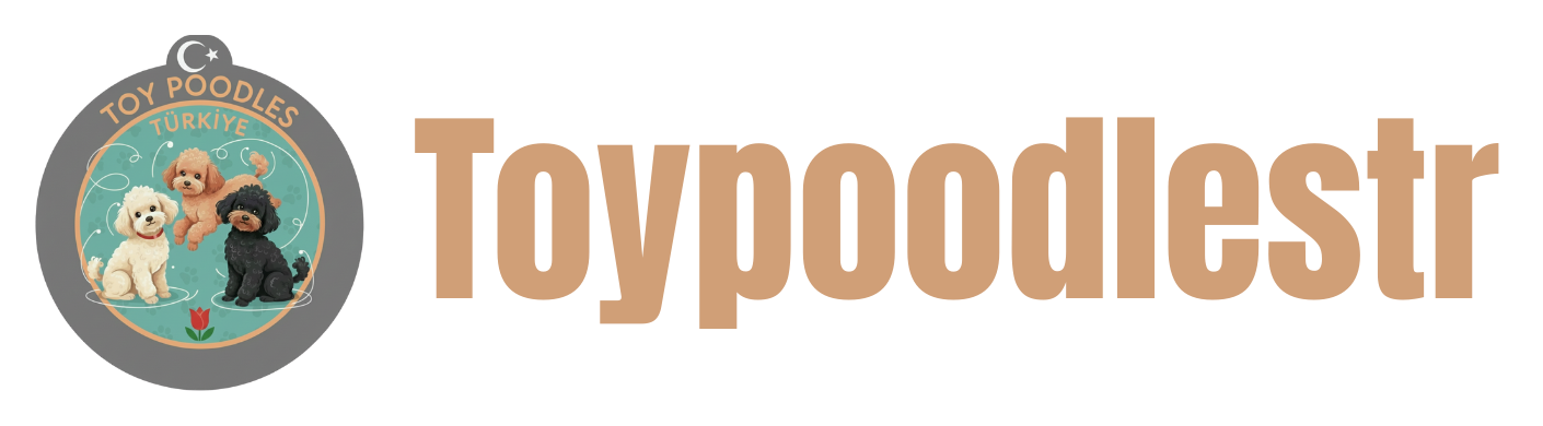 Toy Poodle Türkiye | ToyPoodlesTR