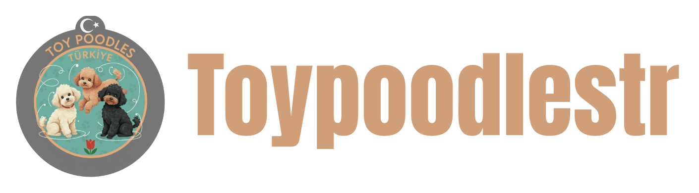 Toy Poodle Türkiye | ToyPoodlesTR