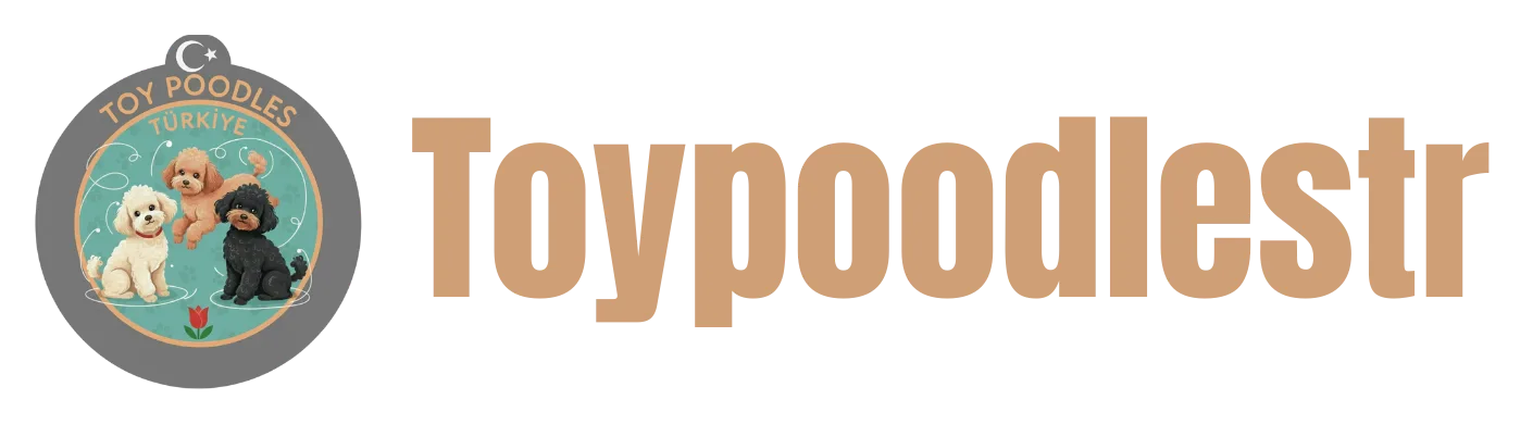 Toy Poodle Türkiye | ToyPoodlesTR