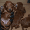 Dark Red Toy Poodle Yavrular |  Rezerveye Açık İlanlar