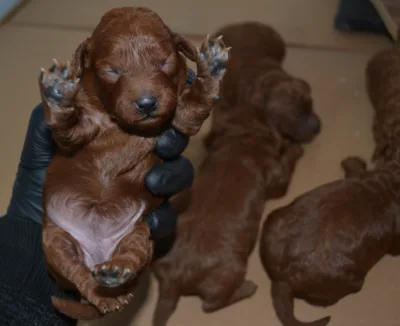 Dark Red Toy Poodle Yavrular |  Rezerveye Açık İlanlar