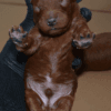 Dark Red Toy Poodle Yavrular |  Rezerveye Açık İlanlar
