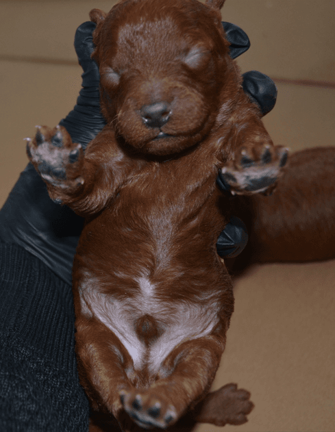 Dark Red Toy Poodle Yavrular |  Rezerveye Açık İlanlar