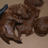 Dark Red Toy Poodle Yavrular |  Rezerveye Açık İlanlar
