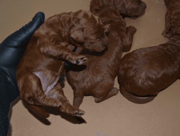 Dark Red Toy Poodle Yavrular |  Rezerveye Açık İlanlar
