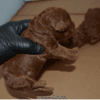 Dark Red Toy Poodle Yavrular |  Rezerveye Açık İlanlar