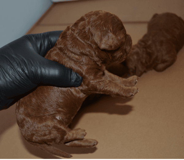 Dark Red Toy Poodle Yavrular |  Rezerveye Açık İlanlar