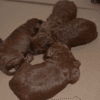 Dark Red Toy Poodle Yavrular |  Rezerveye Açık İlanlar