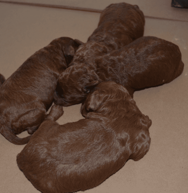 Dark Red Toy Poodle Yavrular |  Rezerveye Açık İlanlar