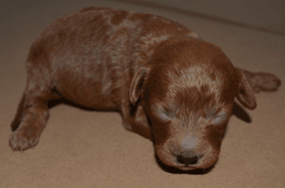 redbrowntoypoodle red brown toy poodle redbrown toypoodle 01 Satılık Red Brown Toy Poodle - Dişi ve Erkek Yavru İlanı