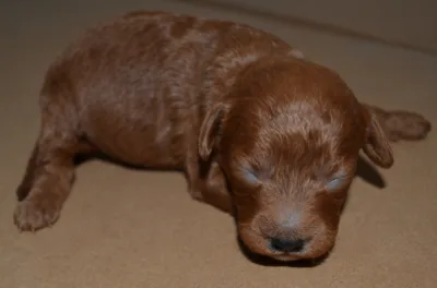 Satılık Red Brown Toy Poodle - Dişi ve Erkek Yavru İlanı