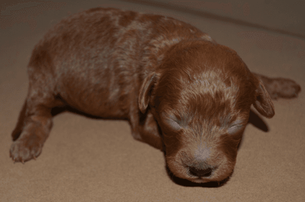 redbrowntoypoodle red brown toy poodle redbrown toypoodle 01 Satılık Red Brown Toy Poodle - Dişi ve Erkek Yavru İlanı