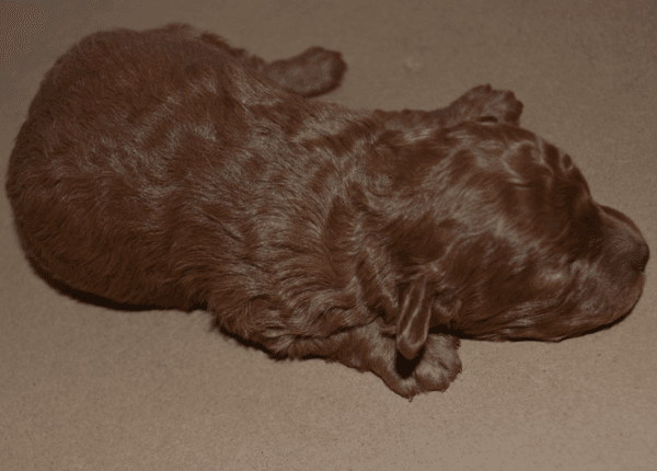 redbrowntoypoodle red brown toy poodle redbrown toypoodle 02 Satılık Red Brown Toy Poodle - Dişi ve Erkek Yavru İlanı