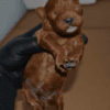 redbrowntoypoodle red brown toy poodle redbrown toypoodle 03 Satılık Red Brown Toy Poodle - Dişi ve Erkek Yavru İlanı