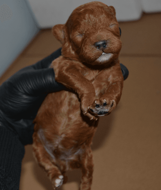 redbrowntoypoodle red brown toy poodle redbrown toypoodle 03 Satılık Red Brown Toy Poodle - Dişi ve Erkek Yavru İlanı