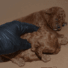 redbrowntoypoodle red brown toy poodle redbrown toypoodle 04 Satılık Red Brown Toy Poodle - Dişi ve Erkek Yavru İlanı