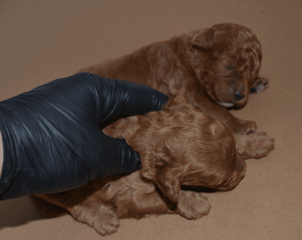 redbrowntoypoodle red brown toy poodle redbrown toypoodle 04 Satılık Red Brown Toy Poodle - Dişi ve Erkek Yavru İlanı