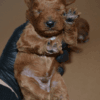 redbrowntoypoodle red brown toy poodle redbrown toypoodle 06 Satılık Red Brown Toy Poodle - Dişi ve Erkek Yavru İlanı