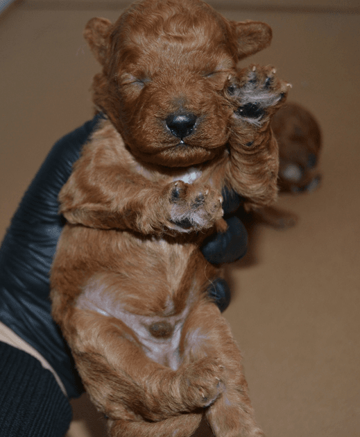redbrowntoypoodle red brown toy poodle redbrown toypoodle 06 Satılık Red Brown Toy Poodle - Dişi ve Erkek Yavru İlanı