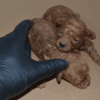 Satılık Teacup Toy Poodle - Ayı Surat, Extra Küçük Boy Dişi & Erkek