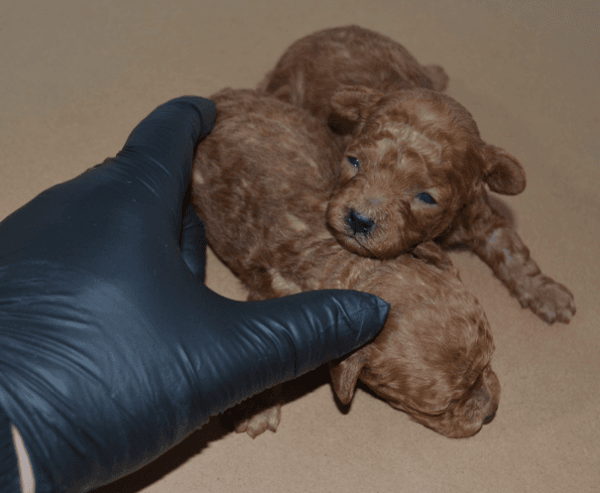 Satılık Teacup Toy Poodle - Ayı Surat, Extra Küçük Boy Dişi & Erkek