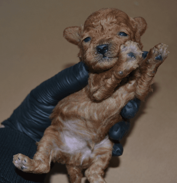 Satılık Teacup Toy Poodle - Ayı Surat, Extra Küçük Boy Dişi & Erkek