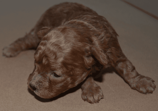 Satılık Teacup Toy Poodle - Ayı Surat, Extra Küçük Boy Dişi & Erkek