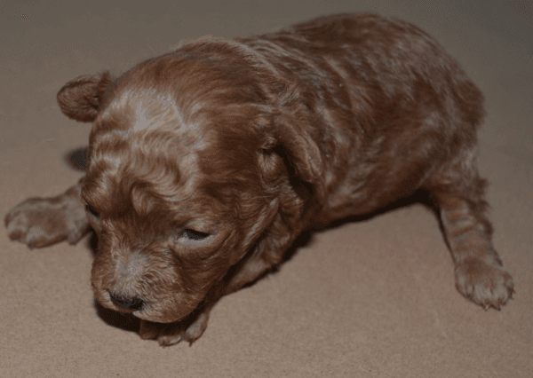 Satılık Teacup Toy Poodle - Ayı Surat, Extra Küçük Boy Dişi & Erkek