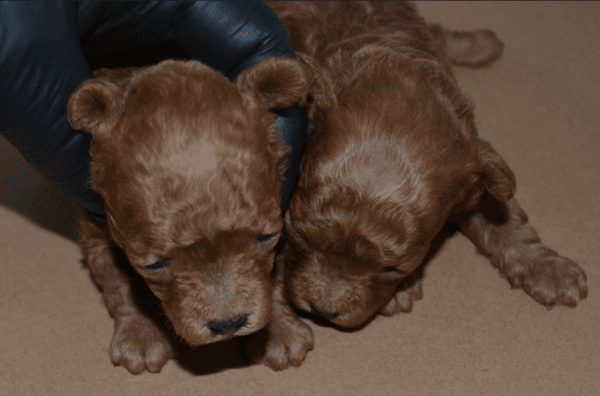 Satılık Teacup Toy Poodle - Ayı Surat, Extra Küçük Boy Dişi & Erkek